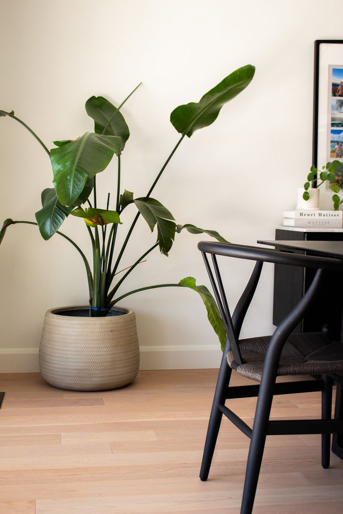 Light wood floor in a dining area with a plant